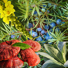 Load image into Gallery viewer, Respiratory Rescue (CBD FREE) 2 oz