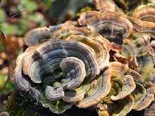 Load image into Gallery viewer, Turkey Tail + CBD Capsules - (40 ct)