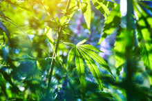 Load image into Gallery viewer, Turkey Tail + CBD Capsules - (40 ct)