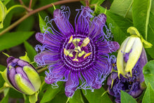 Load image into Gallery viewer, Dream Weaver Capsules - Lion's Mane, Passionflower & CBD (40 ct)