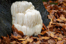 Load image into Gallery viewer, Dream Weaver Capsules - Lion's Mane, Passionflower & CBD (40 ct)
