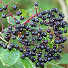 Load image into Gallery viewer, Agarikon & Elderberry - Super Immune Boosting